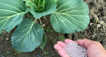 Jak a kdy hnojit zelí? Pravidla a doporučení krok za krokem